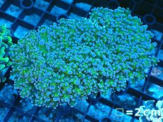 画像1: 【サンゴ】【通販】【オーストラリア産】タコアシサンゴ (Toxic Green/Ultra)（個体販売）No.3（生体）（サンゴ） (1)