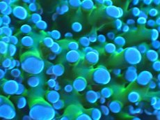 画像2: 【サンゴ】【通販】【オーストラリア産】タコアシサンゴ (Toxic Green/Ultra)（個体販売）No.3（生体）（サンゴ） (2)