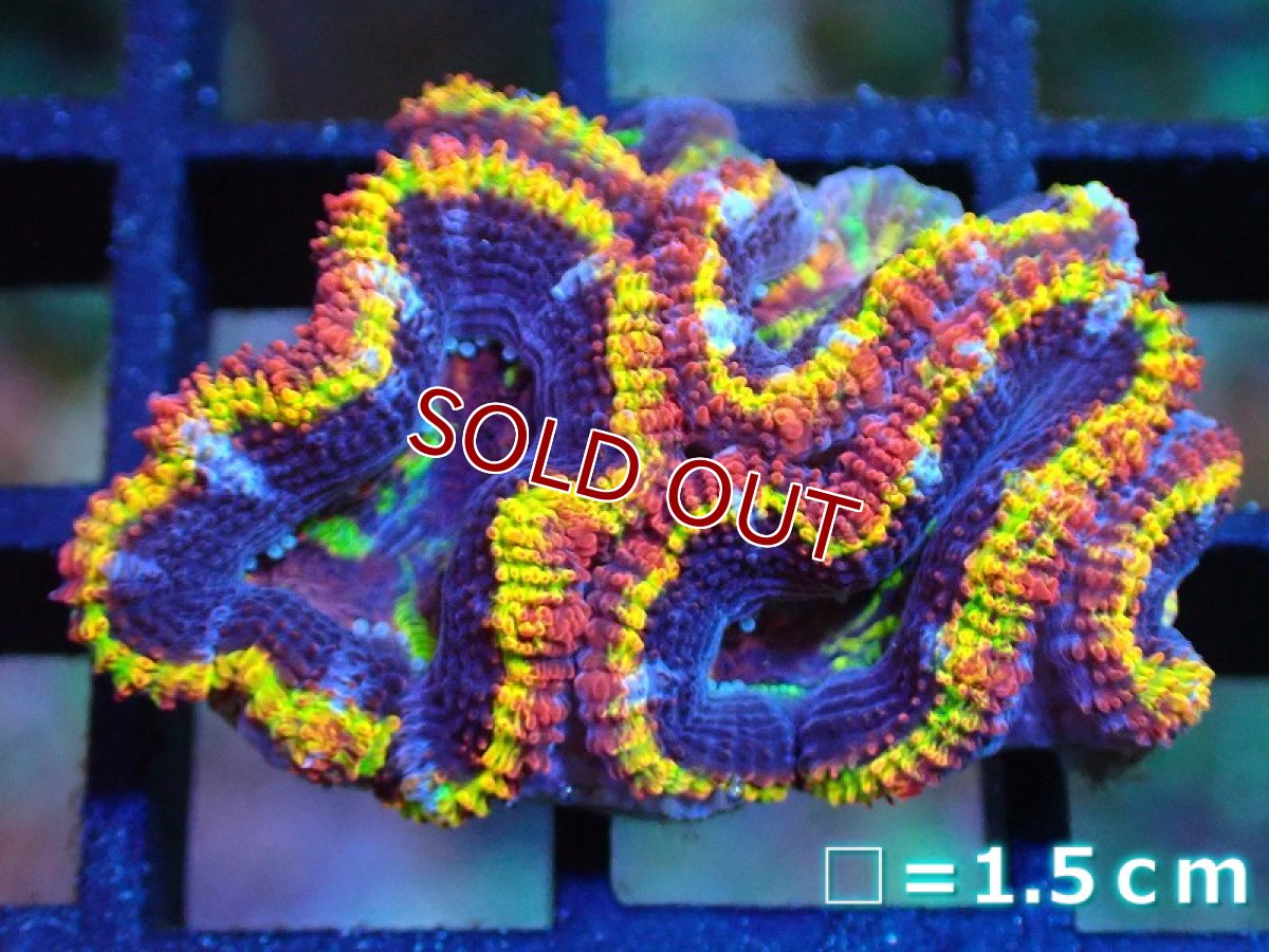 画像1: 【サンゴ】【通販】【オーストラリア産】カクオオトゲキクメイシ (Rainbow)（個体販売）No.1（生体）（サンゴ） (1)