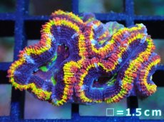 画像1: 【サンゴ】【通販】【オーストラリア産】カクオオトゲキクメイシ (Rainbow)（個体販売）No.1（生体）（サンゴ） (1)
