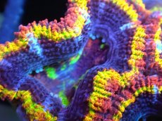 画像2: 【サンゴ】【通販】【オーストラリア産】カクオオトゲキクメイシ (Rainbow)（個体販売）No.1（生体）（サンゴ） (2)
