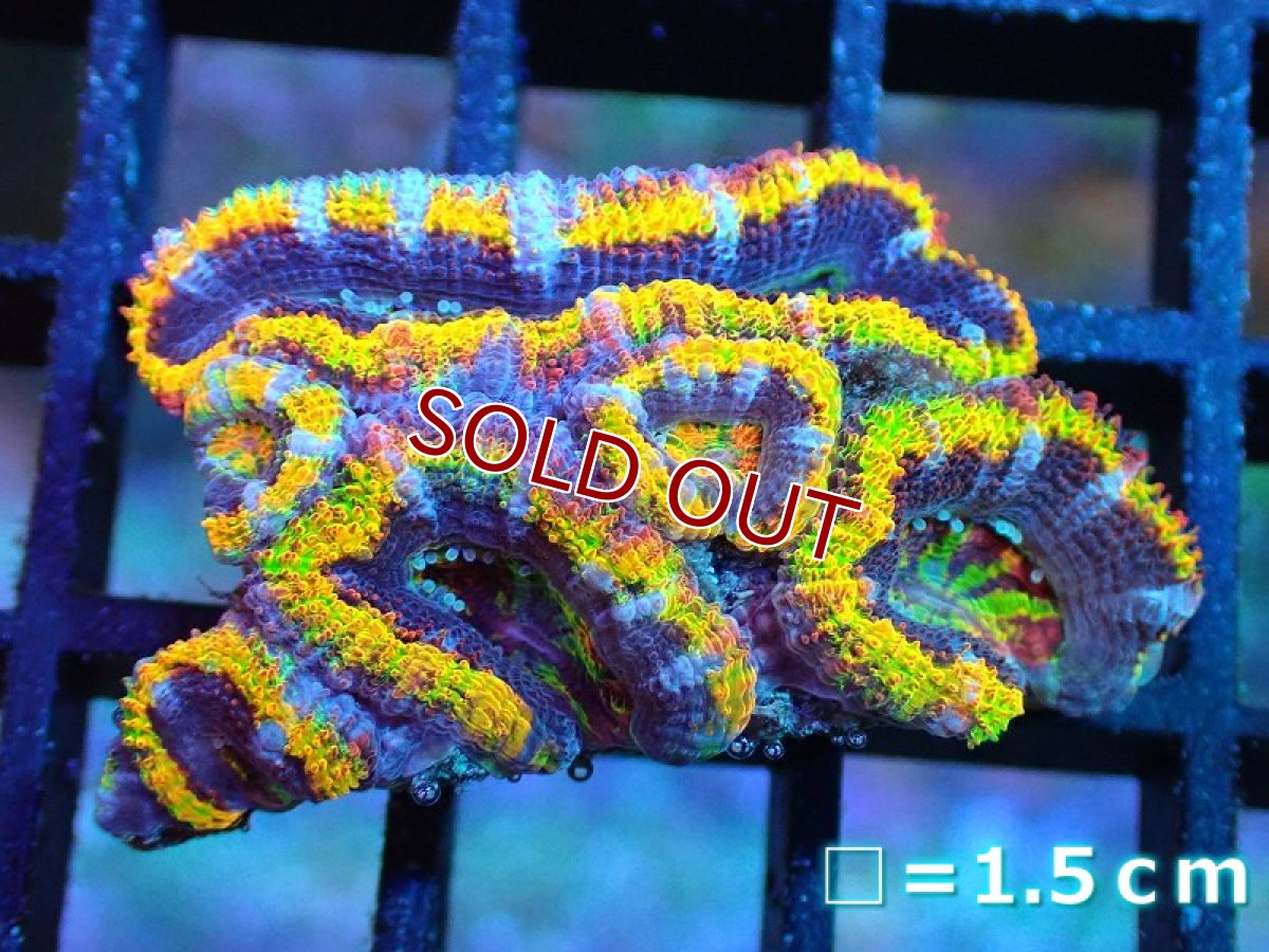 画像1: 【サンゴ】【通販】【オーストラリア産】カクオオトゲキクメイシ (Rainbow)（個体販売）No.2（生体）（サンゴ） (1)