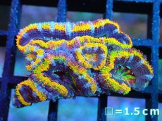 画像1: 【サンゴ】【通販】【オーストラリア産】カクオオトゲキクメイシ (Rainbow)（個体販売）No.2（生体）（サンゴ） (1)