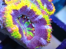 画像2: 【サンゴ】【通販】【オーストラリア産】カクオオトゲキクメイシ (Rainbow)（個体販売）No.2（生体）（サンゴ） (2)