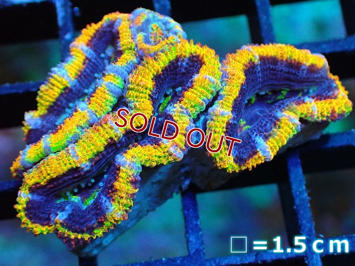 画像1: 【サンゴ】【通販】【オーストラリア産】カクオオトゲキクメイシ (Rainbow)（個体販売）No.3（生体）（サンゴ） (1)