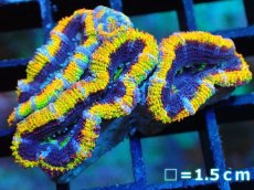 画像1: 【サンゴ】【通販】【オーストラリア産】カクオオトゲキクメイシ (Rainbow)（個体販売）No.3（生体）（サンゴ） (1)