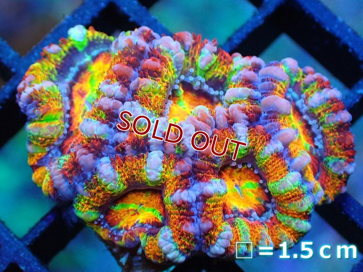 画像1: 【サンゴ】【通販】【オーストラリア産】カクオオトゲキクメイシ (Rainbow)（個体販売）No.4（生体）（サンゴ） (1)
