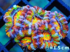 画像1: 【サンゴ】【通販】【オーストラリア産】カクオオトゲキクメイシ (Rainbow)（個体販売）No.4（生体）（サンゴ） (1)