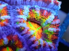 画像2: 【サンゴ】【通販】【オーストラリア産】カクオオトゲキクメイシ (Rainbow)（個体販売）No.4（生体）（サンゴ） (2)