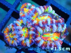 画像1: 【サンゴ】【通販】【オーストラリア産】カクオオトゲキクメイシ (Rainbow)（個体販売）No.5（生体）（サンゴ） (1)
