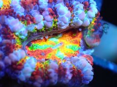 画像2: 【サンゴ】【通販】【オーストラリア産】カクオオトゲキクメイシ (Rainbow)（個体販売）No.5（生体）（サンゴ） (2)