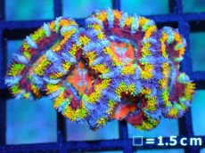 画像1: 【サンゴ】【通販】【オーストラリア産】カクオオトゲキクメイシ (Rainbow)（個体販売）No.6（生体）（サンゴ） (1)