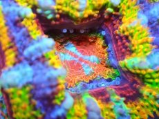 画像2: 【サンゴ】【通販】【オーストラリア産】カクオオトゲキクメイシ (Rainbow)（個体販売）No.6（生体）（サンゴ） (2)