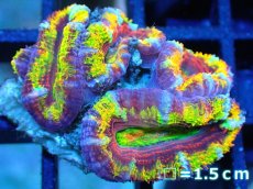 画像1: 【サンゴ】【通販】【オーストラリア産】カクオオトゲキクメイシ (Rainbow)（個体販売）No.7（生体）（サンゴ） (1)