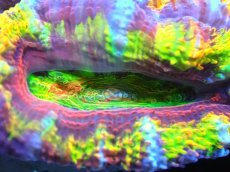 画像2: 【サンゴ】【通販】【オーストラリア産】カクオオトゲキクメイシ (Rainbow)（個体販売）No.7（生体）（サンゴ） (2)