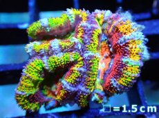 画像1: 【サンゴ】【通販】【オーストラリア産】カクオオトゲキクメイシ (Rainbow)（個体販売）No.8（生体）（サンゴ） (1)