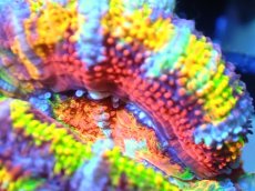画像2: 【サンゴ】【通販】【オーストラリア産】カクオオトゲキクメイシ (Rainbow)（個体販売）No.8（生体）（サンゴ） (2)