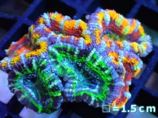画像1: 【サンゴ】【通販】【オーストラリア産】カクオオトゲキクメイシ (Rainbow/Green)（個体販売）No.9（生体）（サンゴ） (1)