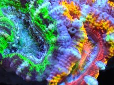画像2: 【サンゴ】【通販】【オーストラリア産】カクオオトゲキクメイシ (Rainbow/Green)（個体販売）No.9（生体）（サンゴ） (2)