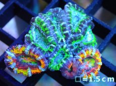 画像1: 【サンゴ】【通販】【オーストラリア産】カクオオトゲキクメイシ (Rainbow/Green)（個体販売）No.10（生体）（サンゴ） (1)