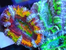画像2: 【サンゴ】【通販】【オーストラリア産】カクオオトゲキクメイシ (Rainbow/Green)（個体販売）No.10（生体）（サンゴ） (2)