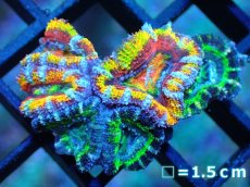 画像1: 【サンゴ】【通販】【オーストラリア産】カクオオトゲキクメイシ (Rainbow/Green)（個体販売）No.11（生体）（サンゴ） (1)