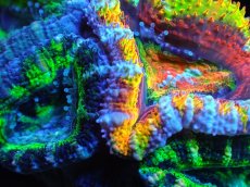 画像2: 【サンゴ】【通販】【オーストラリア産】カクオオトゲキクメイシ (Rainbow/Green)（個体販売）No.11（生体）（サンゴ） (2)