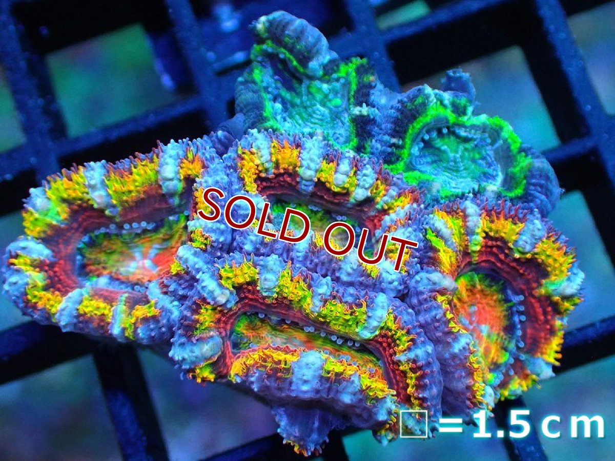 画像1: 【サンゴ】【通販】【オーストラリア産】カクオオトゲキクメイシ (Rainbow/Green)（個体販売）No.12（生体）（サンゴ） (1)