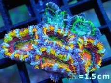 画像1: 【サンゴ】【通販】【オーストラリア産】カクオオトゲキクメイシ (Rainbow/Green)（個体販売）No.12（生体）（サンゴ） (1)