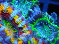 画像2: 【サンゴ】【通販】【オーストラリア産】カクオオトゲキクメイシ (Rainbow/Green)（個体販売）No.12（生体）（サンゴ） (2)