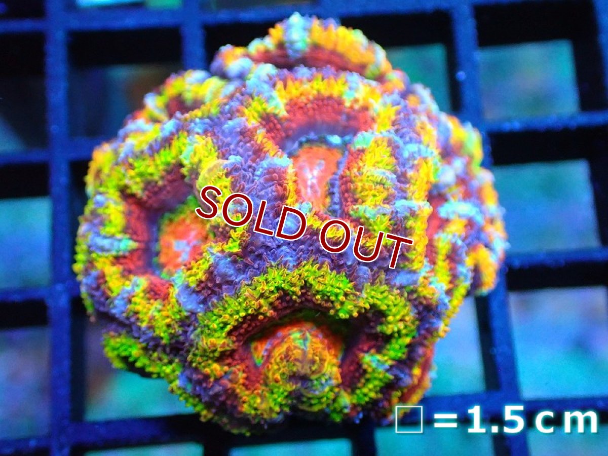 画像1: 【サンゴ】【通販】【オーストラリア産】カクオオトゲキクメイシ (Rainbow)（個体販売）No.13（生体）（サンゴ） (1)