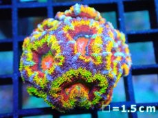 画像1: 【サンゴ】【通販】【オーストラリア産】カクオオトゲキクメイシ (Rainbow)（個体販売）No.13（生体）（サンゴ） (1)
