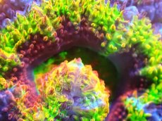画像2: 【サンゴ】【通販】【オーストラリア産】カクオオトゲキクメイシ (Rainbow)（個体販売）No.13（生体）（サンゴ） (2)