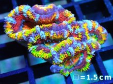 画像1: 【サンゴ】【通販】【オーストラリア産】カクオオトゲキクメイシ (Rainbow)（個体販売）No.14（生体）（サンゴ） (1)