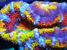 画像2: 【サンゴ】【通販】【オーストラリア産】カクオオトゲキクメイシ (Rainbow)（個体販売）No.14（生体）（サンゴ） (2)