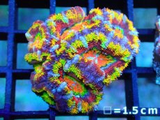 画像1: 【サンゴ】【通販】【オーストラリア産】カクオオトゲキクメイシ (Rainbow)（個体販売）No.15（生体）（サンゴ） (1)