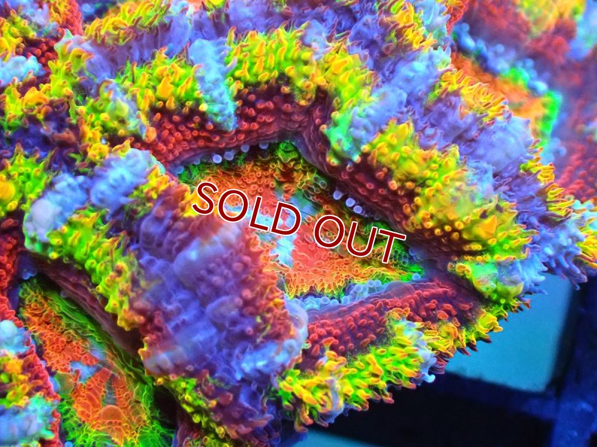 画像2: 【サンゴ】【通販】【オーストラリア産】カクオオトゲキクメイシ (Rainbow)（個体販売）No.15（生体）（サンゴ） (2)