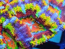 画像2: 【サンゴ】【通販】【オーストラリア産】カクオオトゲキクメイシ (Rainbow)（個体販売）No.15（生体）（サンゴ） (2)