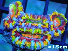 画像1: 【サンゴ】【通販】【オーストラリア産】カクオオトゲキクメイシ (Rainbow)（個体販売）No.16（生体）（サンゴ） (1)