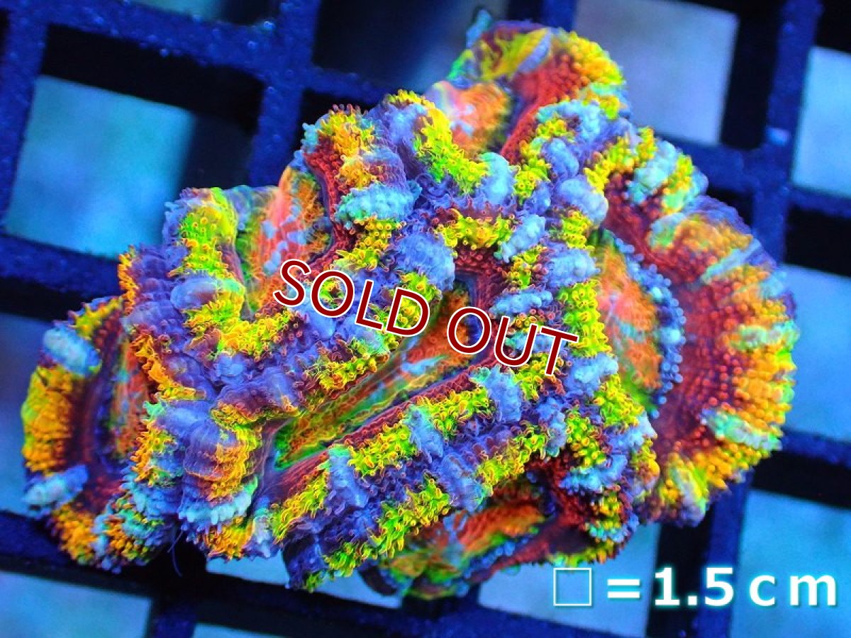 画像1: 【サンゴ】【通販】【オーストラリア産】カクオオトゲキクメイシ (Rainbow)（個体販売）No.17（生体）（サンゴ） (1)