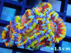 画像1: 【サンゴ】【通販】【オーストラリア産】カクオオトゲキクメイシ (Rainbow)（個体販売）No.17（生体）（サンゴ） (1)