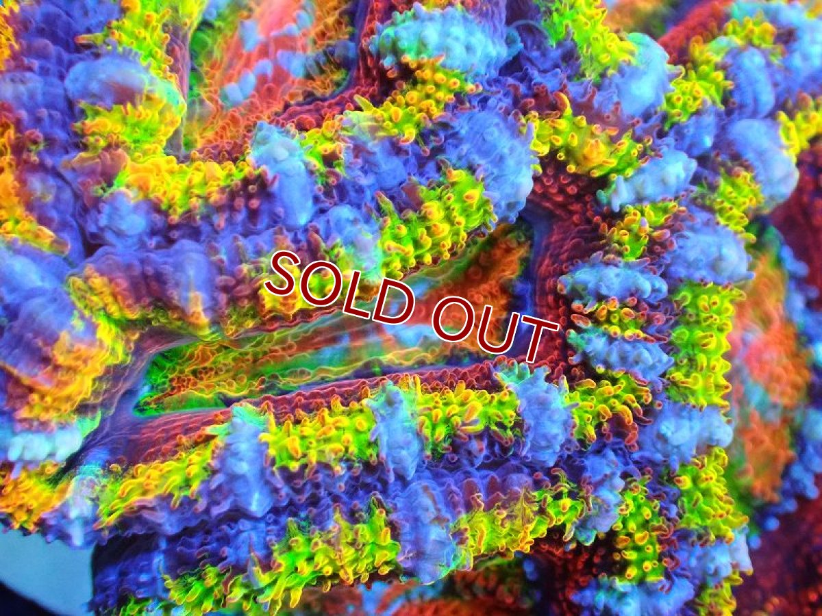 画像2: 【サンゴ】【通販】【オーストラリア産】カクオオトゲキクメイシ (Rainbow)（個体販売）No.17（生体）（サンゴ） (2)