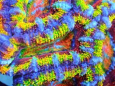 画像2: 【サンゴ】【通販】【オーストラリア産】カクオオトゲキクメイシ (Rainbow)（個体販売）No.17（生体）（サンゴ） (2)