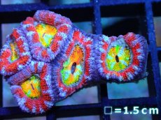 画像1: 【サンゴ】【通販】【オーストラリア産】カクオオトゲキクメイシ (Rainbow)（個体販売）No.18（生体）（サンゴ） (1)