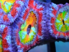 画像2: 【サンゴ】【通販】【オーストラリア産】カクオオトゲキクメイシ (Rainbow)（個体販売）No.18（生体）（サンゴ） (2)
