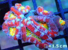画像1: 【サンゴ】【通販】【オーストラリア産】カクオオトゲキクメイシ (Rainbow)（個体販売）No.19（生体）（サンゴ） (1)