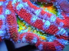 画像2: 【サンゴ】【通販】【オーストラリア産】カクオオトゲキクメイシ (Rainbow)（個体販売）No.19（生体）（サンゴ） (2)