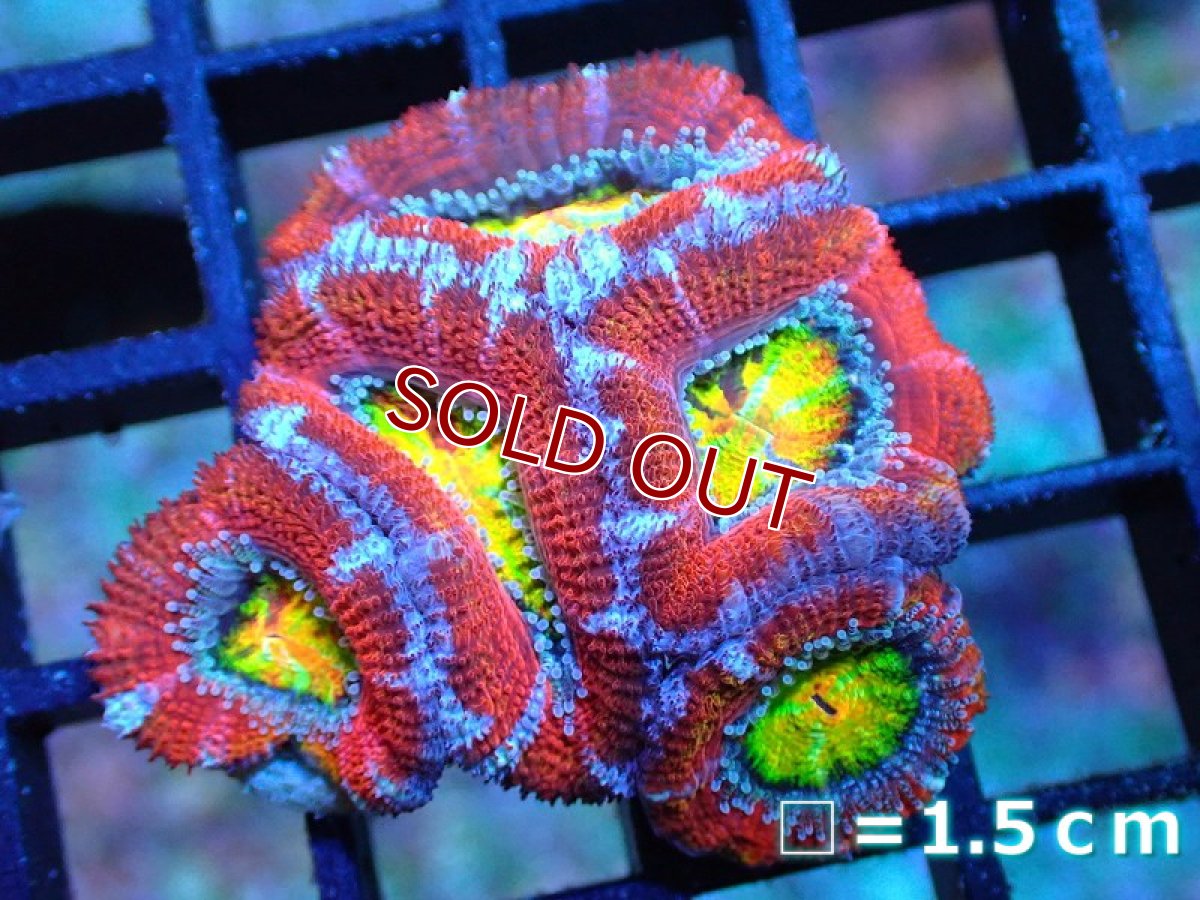 画像1: 【サンゴ】【通販】【オーストラリア産】カクオオトゲキクメイシ (Rainbow)（個体販売）No.20（生体）（サンゴ） (1)