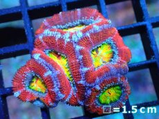 画像1: 【サンゴ】【通販】【オーストラリア産】カクオオトゲキクメイシ (Rainbow)（個体販売）No.20（生体）（サンゴ） (1)