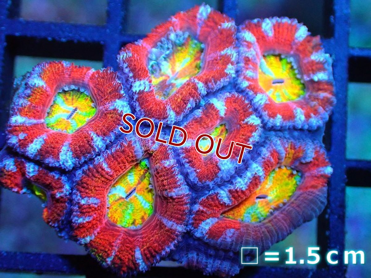 画像1: 【サンゴ】【通販】【オーストラリア産】カクオオトゲキクメイシ (Rainbow)（個体販売）No.21（生体）（サンゴ） (1)